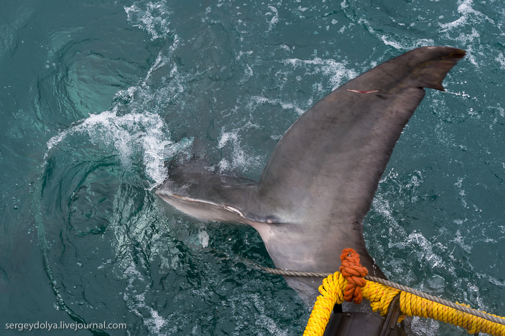 Погружение в клетке к большим белым акулам