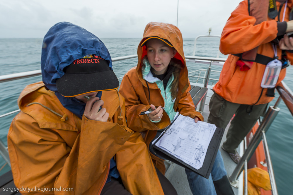 Погружение в клетке к большим белым акулам