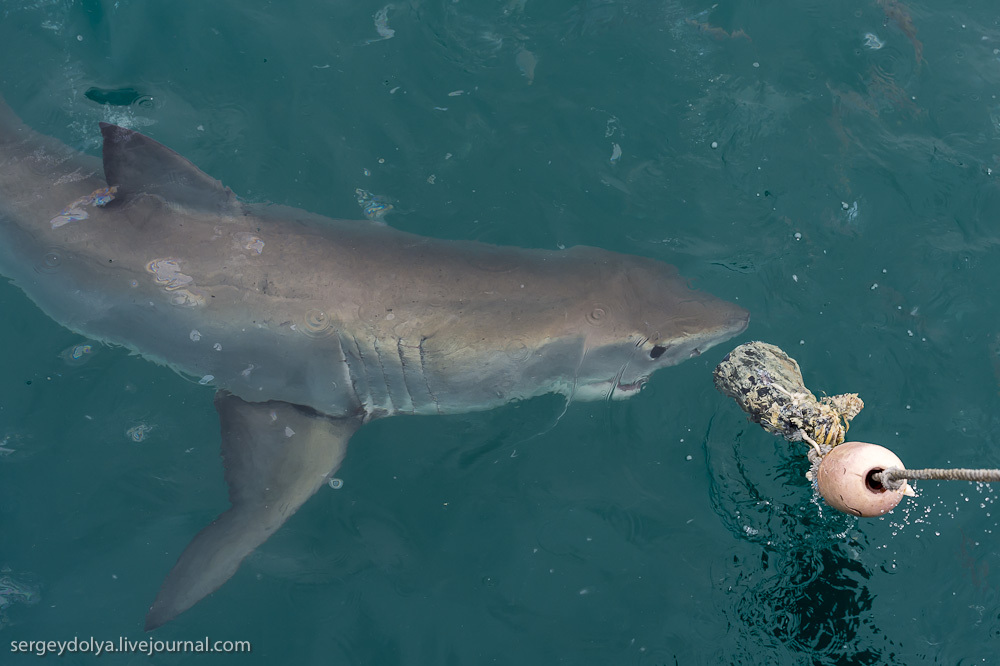 Погружение в клетке к большим белым акулам