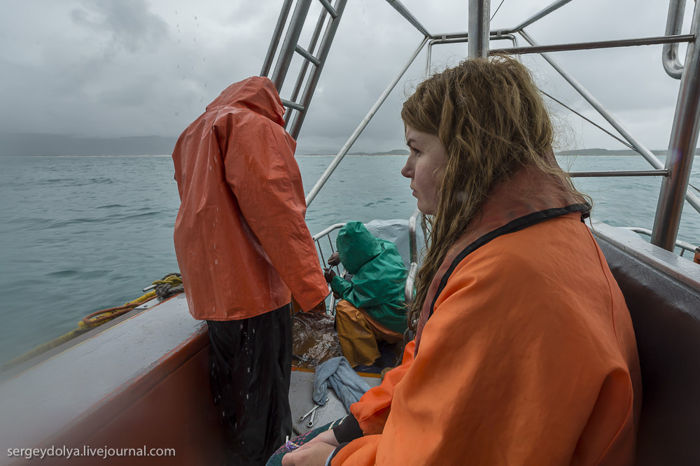 Погружение в клетке к большим белым акулам