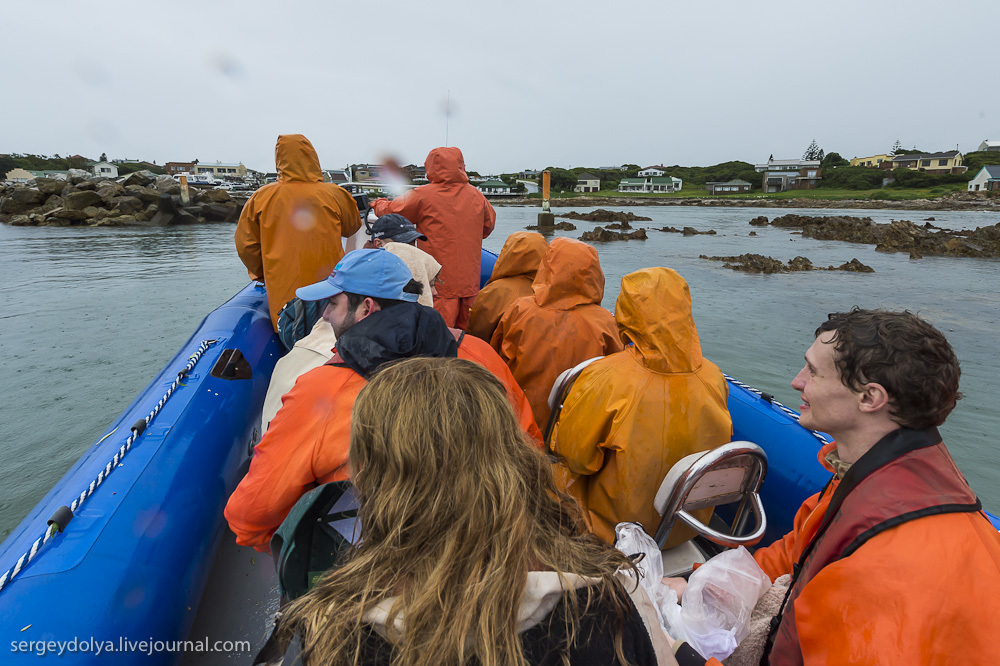 Погружение в клетке к большим белым акулам