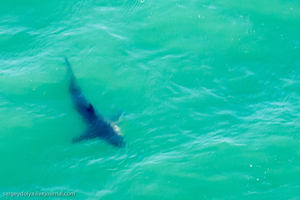 Погружение в клетке к большим белым акулам