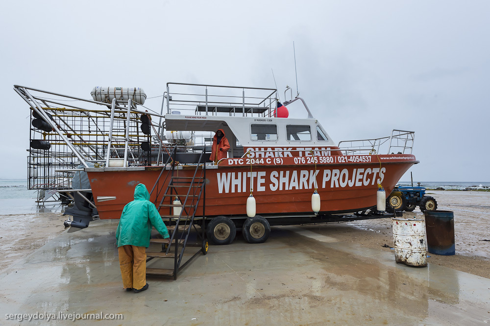 Погружение в клетке к большим белым акулам