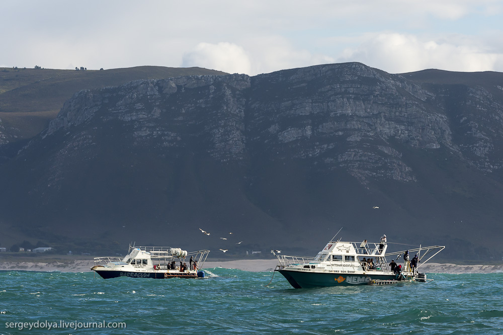 Погружение в клетке к большим белым акулам