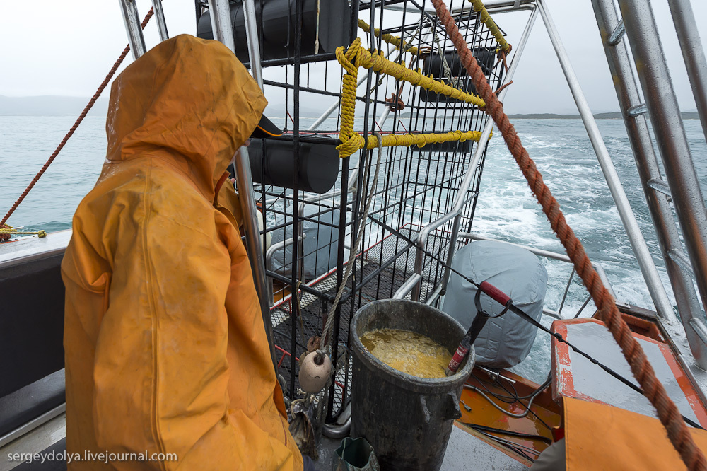 Погружение в клетке к большим белым акулам
