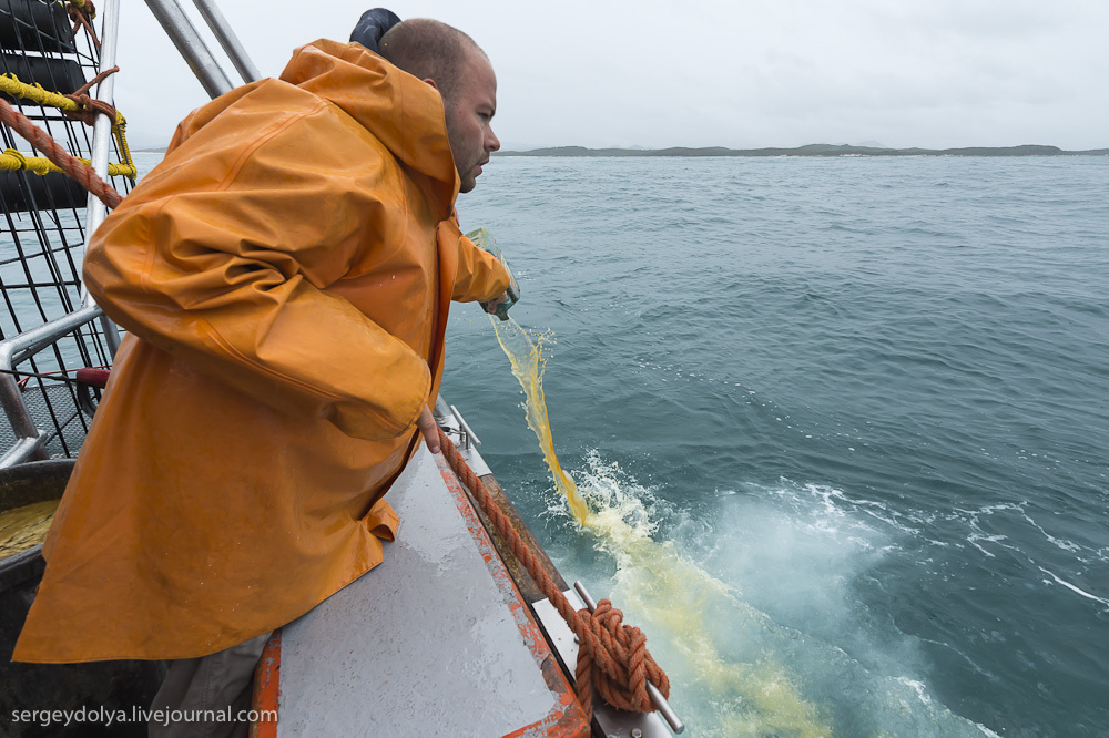 Погружение в клетке к большим белым акулам