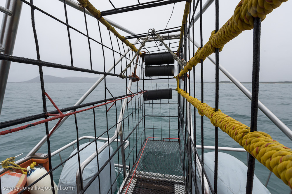 Погружение в клетке к большим белым акулам