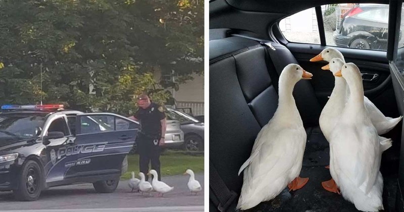 Утиный дебош в Пенсильвании Утиный дебош в Пенсильвании