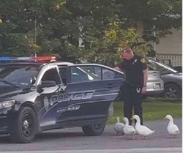 Утиный дебош в Пенсильвании Утиный дебош в Пенсильвании