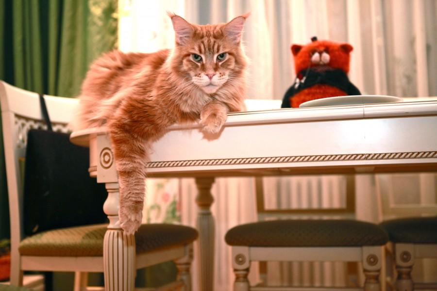 Поддаются ли коты воспитанию