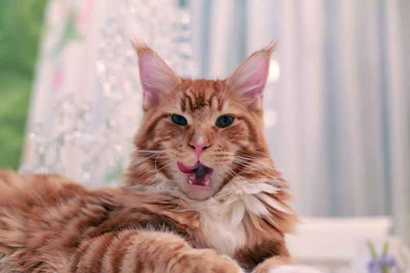 Поддаются ли коты воспитанию