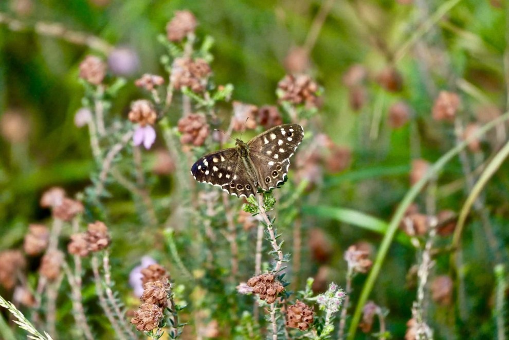 Живая природа в фотографиях