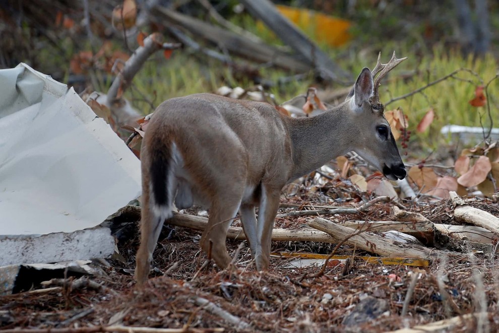 Живая природа в фотографиях