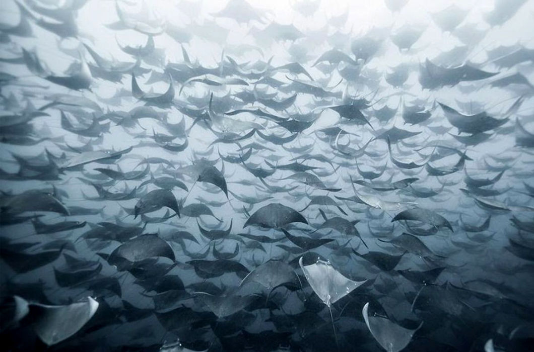 Животные, путешествующие группами Животные, путешествующие группами