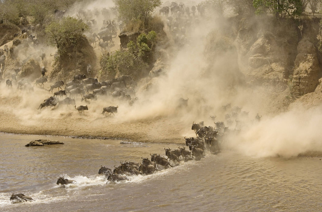 Животные, путешествующие группами Животные, путешествующие группами