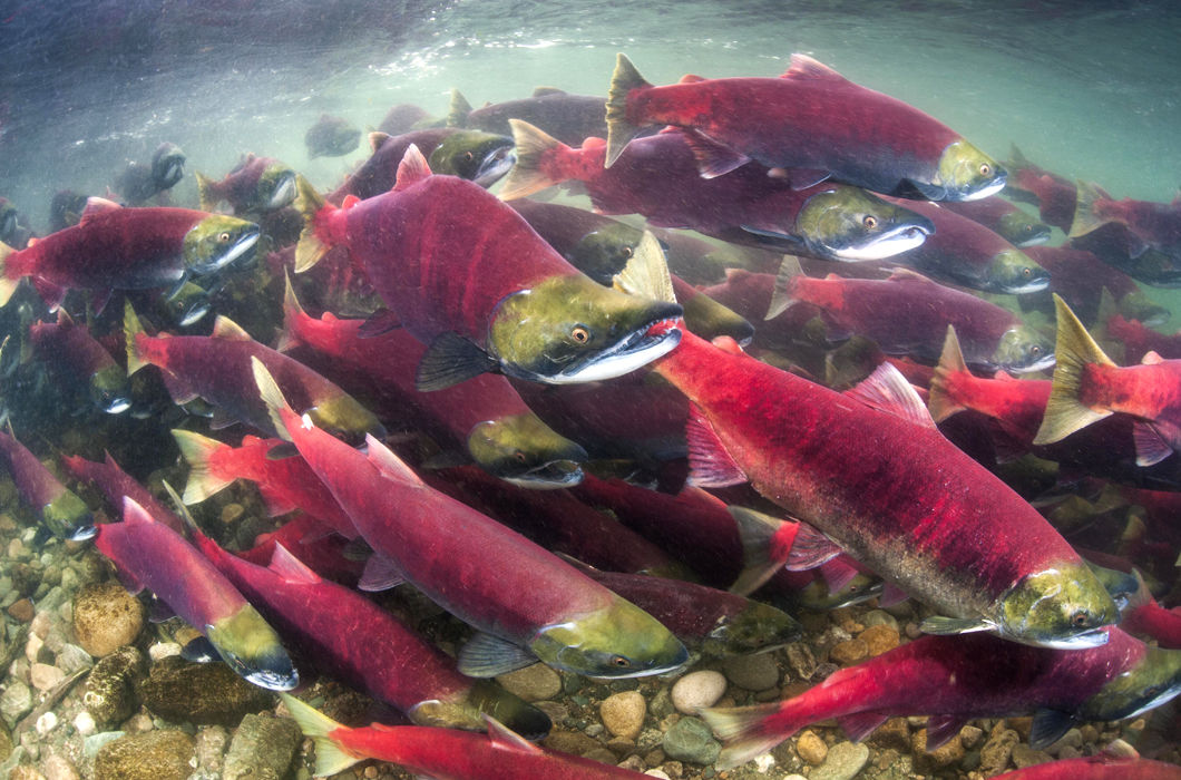 Животные, путешествующие группами Животные, путешествующие группами
