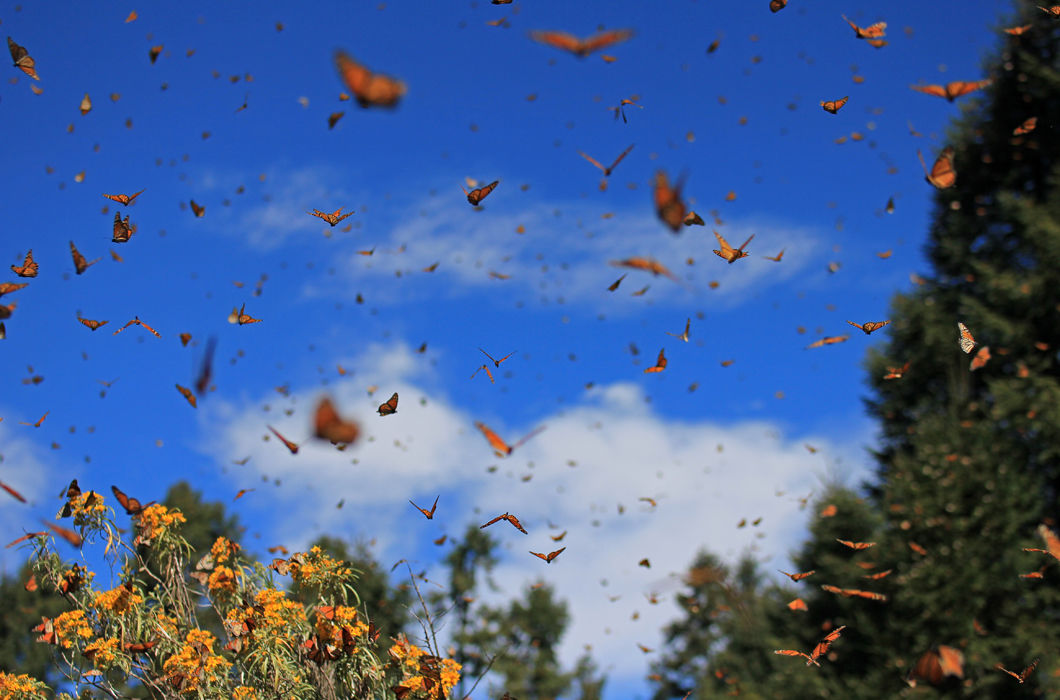 Животные, путешествующие группами Животные, путешествующие группами