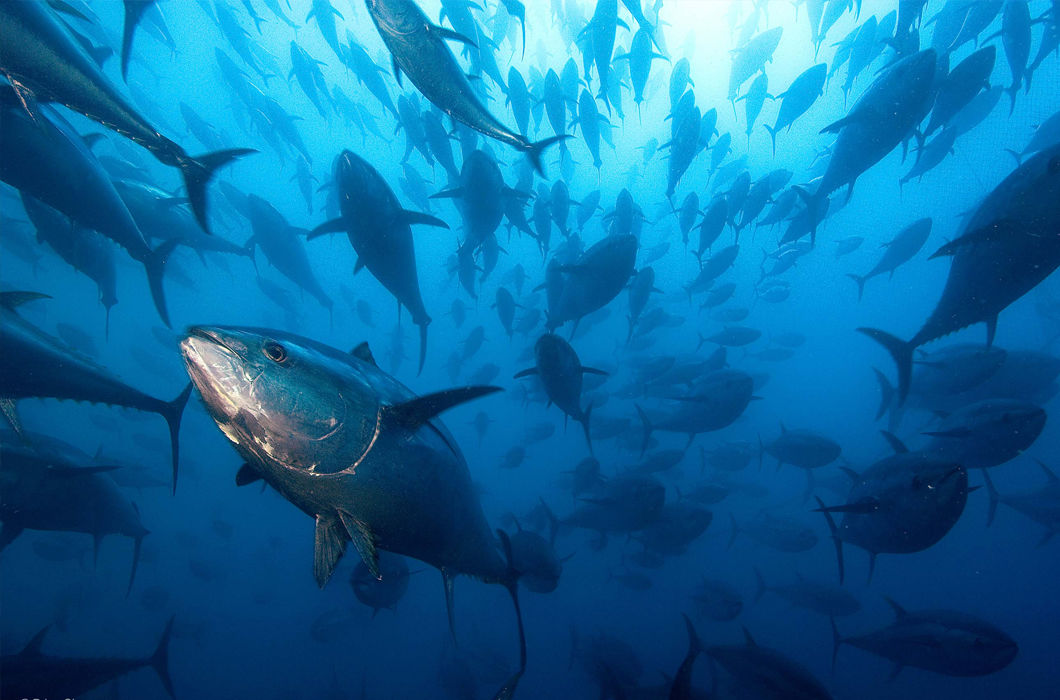 Животные, путешествующие группами Животные, путешествующие группами