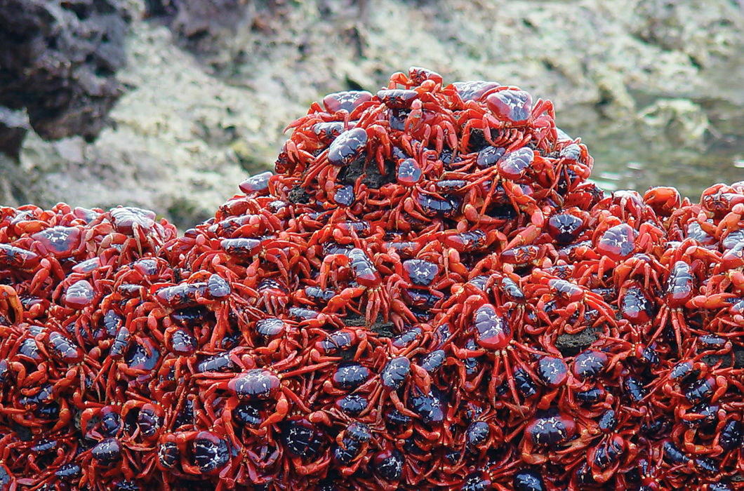 Животные, путешествующие группами Животные, путешествующие группами