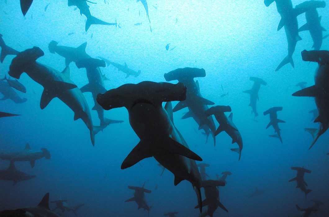 Животные, путешествующие группами Животные, путешествующие группами