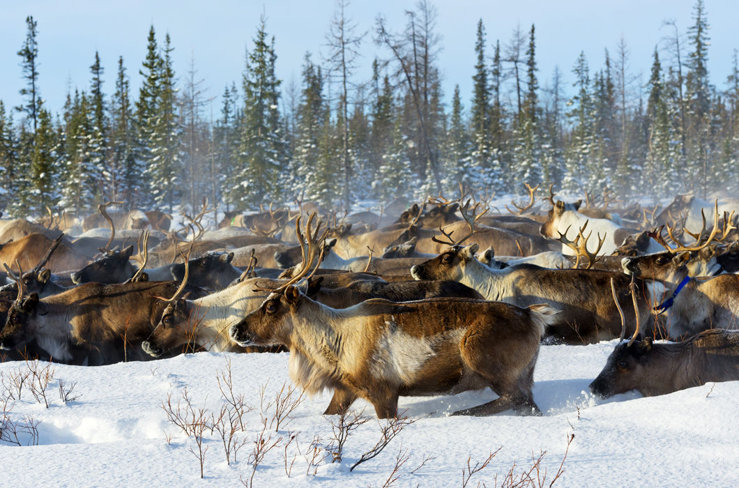 Животные, путешествующие группами Животные, путешествующие группами