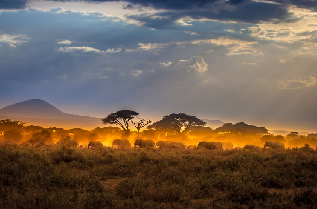 Животные, путешествующие группами Животные, путешествующие группами