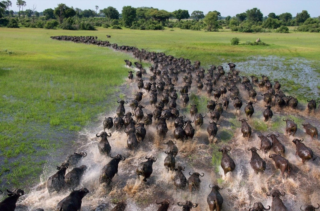 Животные, путешествующие группами Животные, путешествующие группами