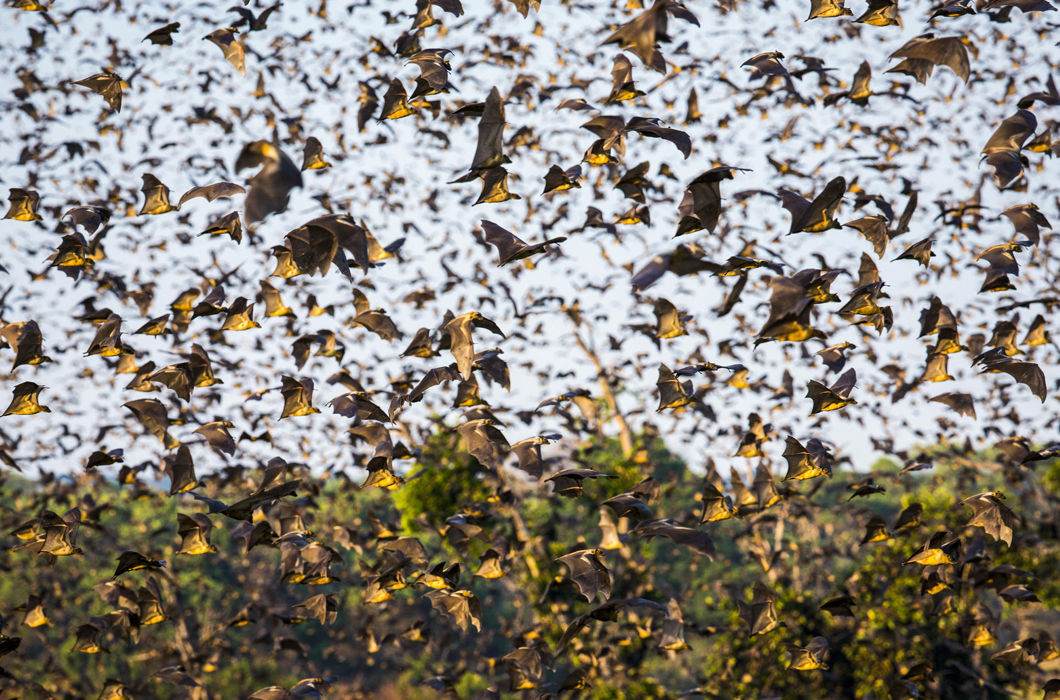 Животные, путешествующие группами Животные, путешествующие группами