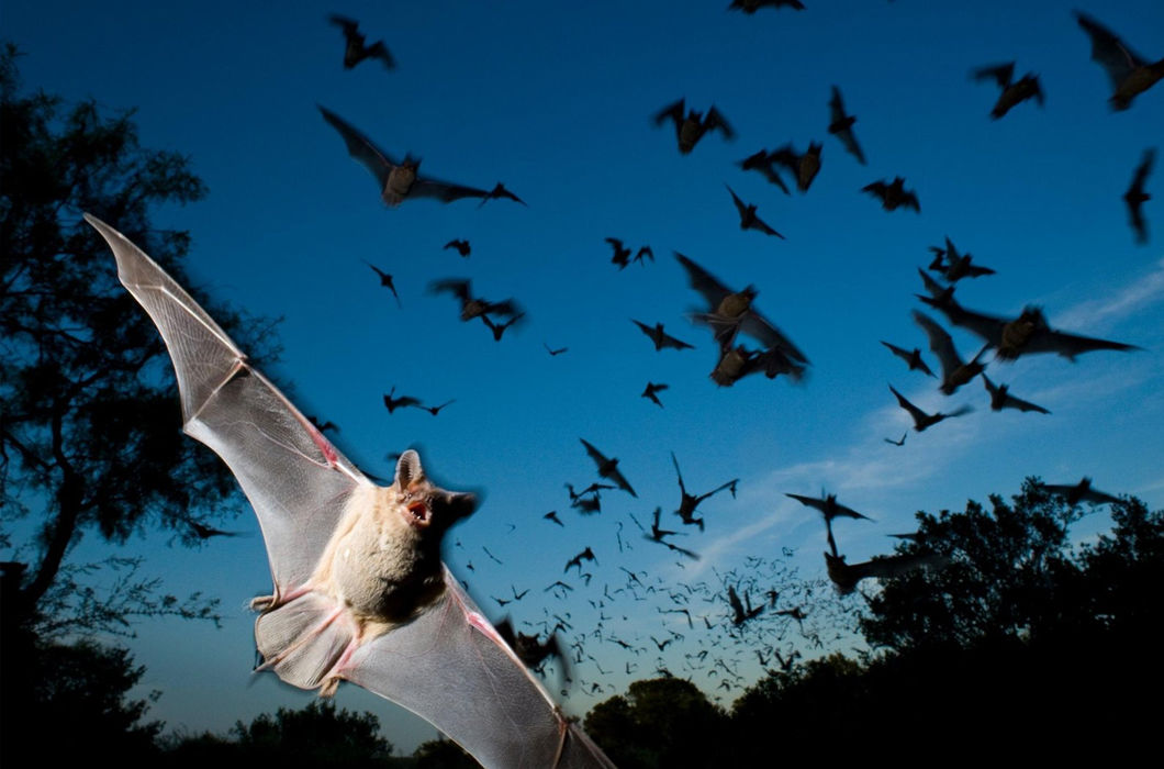 Животные, путешествующие группами Животные, путешествующие группами