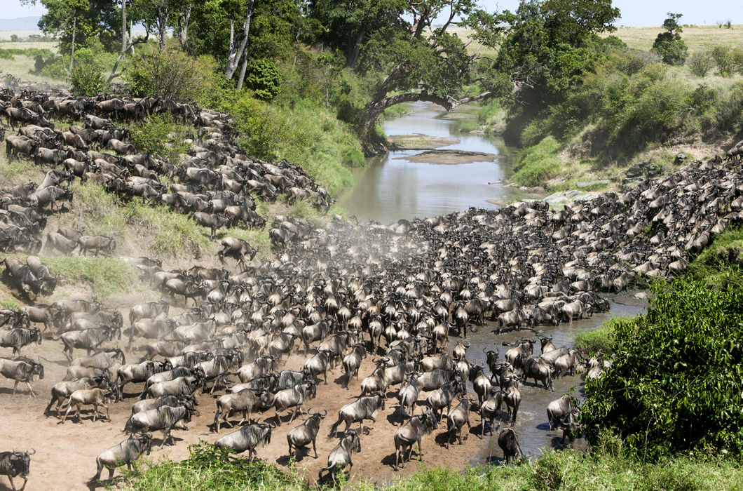 Животные, путешествующие группами Животные, путешествующие группами