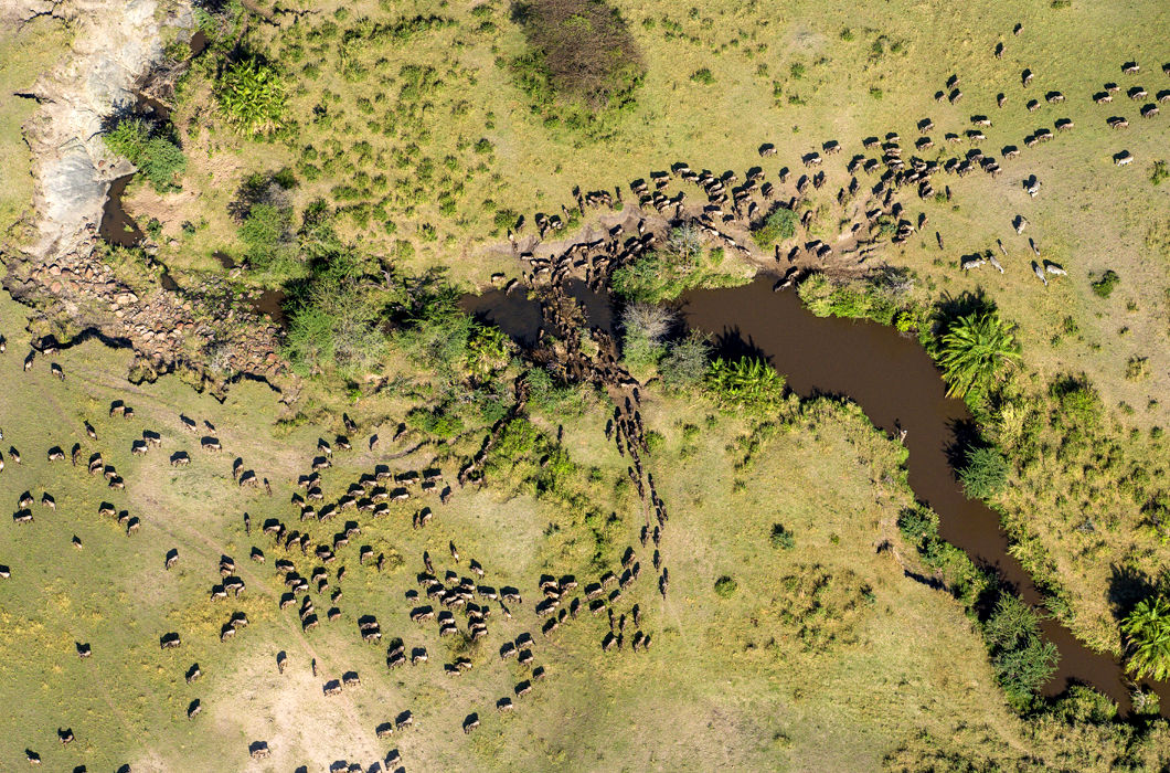 Животные, путешествующие группами Животные, путешествующие группами