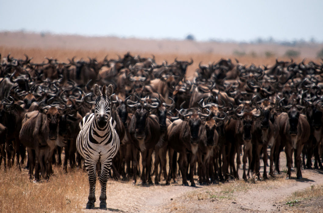Животные, путешествующие группами Животные, путешествующие группами