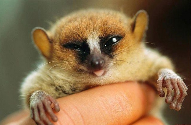 Животные, которые знают, как надо правильно просить печеньки Животные, которые знают, как надо правильно просить печеньки