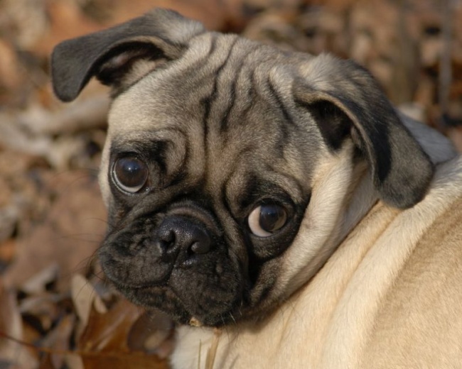 Животные, которые знают, как надо правильно просить печеньки Животные, которые знают, как надо правильно просить печеньки