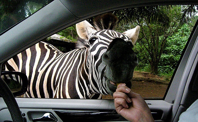 Животные, которые знают, как надо правильно просить печеньки Животные, которые знают, как надо правильно просить печеньки