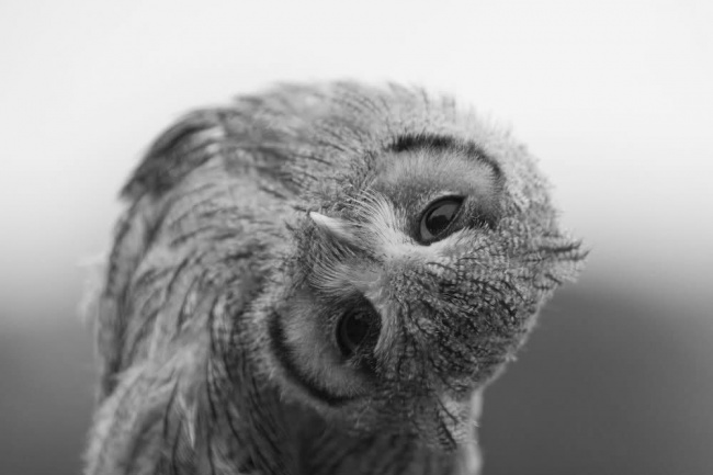 Животные, которые знают, как надо правильно просить печеньки Животные, которые знают, как надо правильно просить печеньки