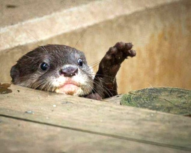 Животные, которые знают, как надо правильно просить печеньки Животные, которые знают, как надо правильно просить печеньки