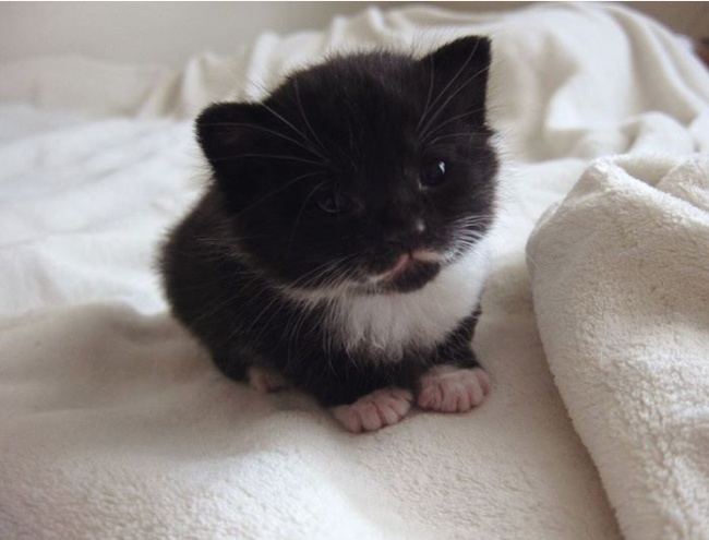 Животные, которые знают, как надо правильно просить печеньки Животные, которые знают, как надо правильно просить печеньки