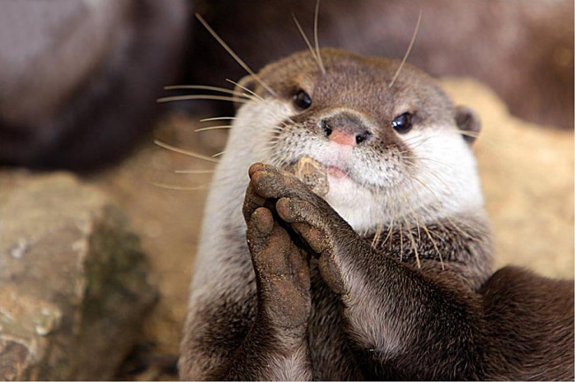 Животные, которые знают, как надо правильно просить печеньки Животные, которые знают, как надо правильно просить печеньки