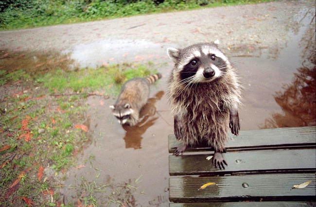 Животные, которые знают, как надо правильно просить печеньки Животные, которые знают, как надо правильно просить печеньки