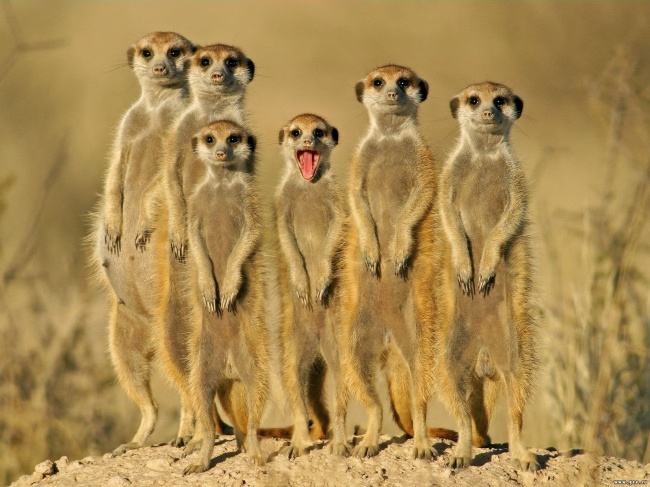 Животные, которые знают, как надо правильно просить печеньки Животные, которые знают, как надо правильно просить печеньки