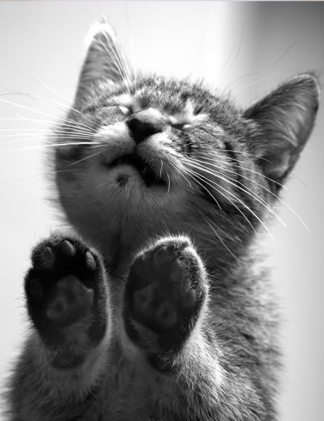 Животные, которые знают, как надо правильно просить печеньки Животные, которые знают, как надо правильно просить печеньки