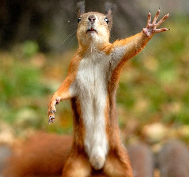 Животные, которые знают, как надо правильно просить печеньки Животные, которые знают, как надо правильно просить печеньки