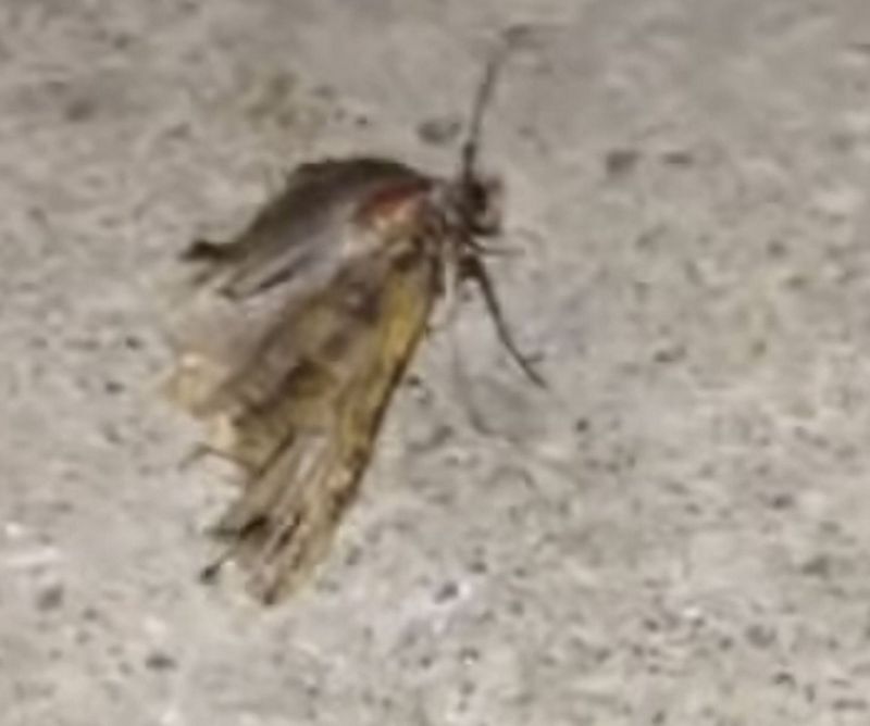 Друзья вытащили из уха американца двух животных