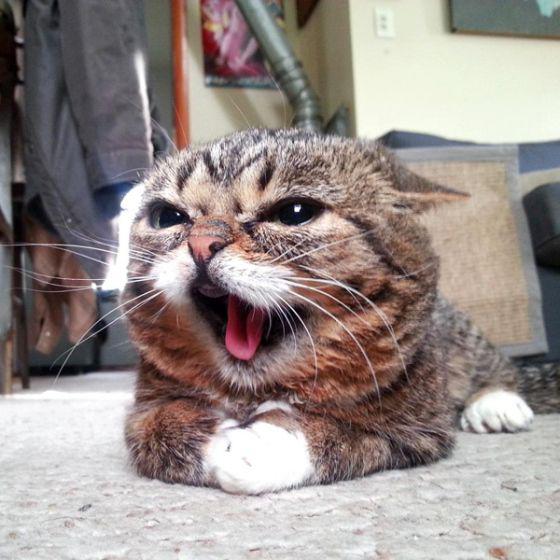 Прикольные картинки