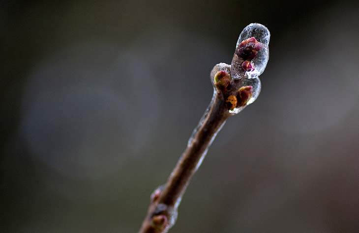 Ледяной дождь в Канаде
