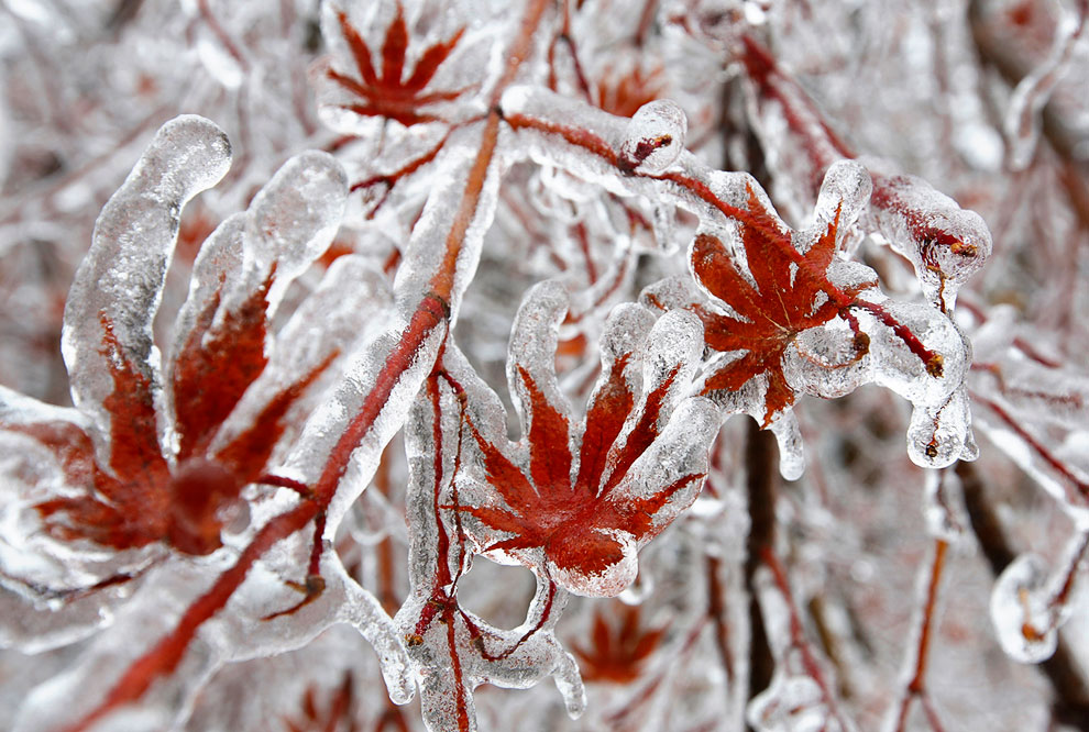 Ледяной дождь в Канаде
