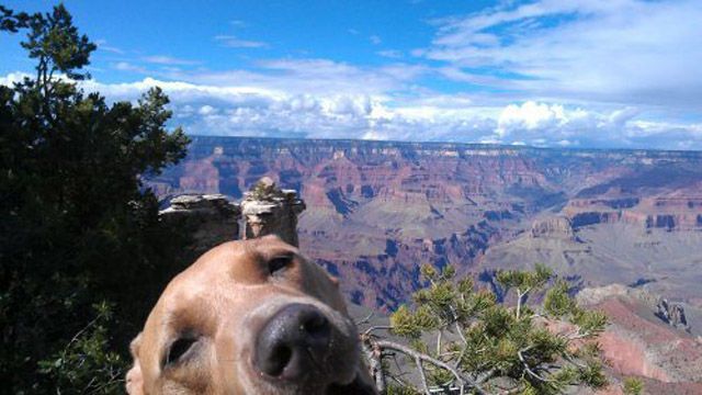 Лучшие фотобомбы 2013