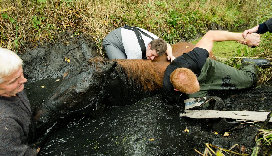 Лошадку вытащили из болота