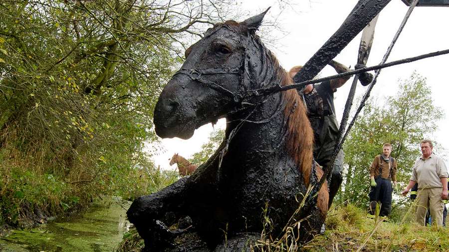 Лошадку вытащили из болота